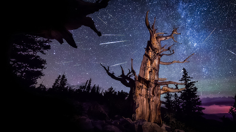 大盆地国家公园一棵古老刺果松