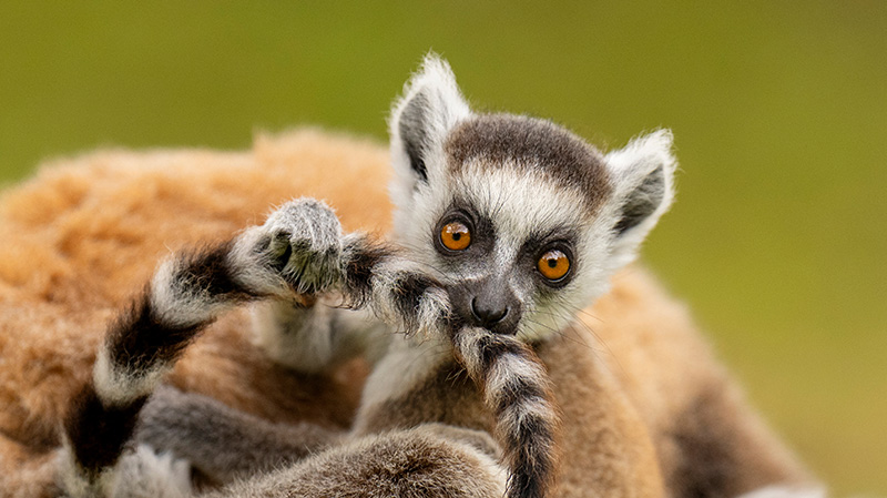 环尾狐猴幼崽在玩自己的尾巴‌