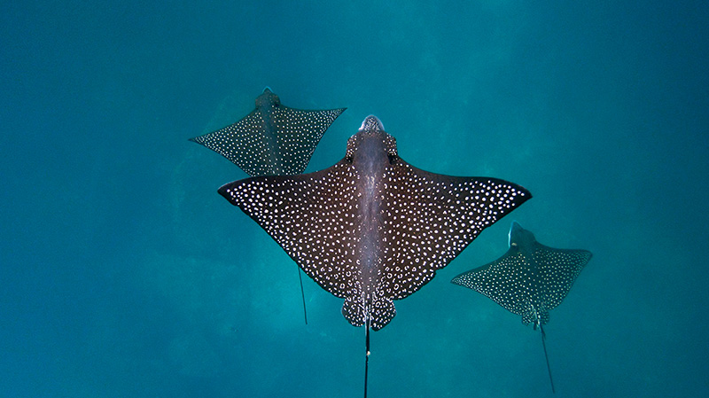 圣克里斯托瓦尔岛‌斑点鹞鲼