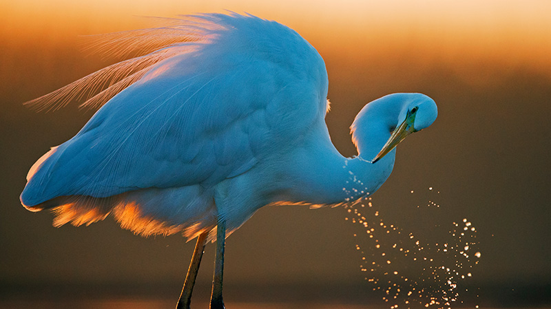 一只大白鹭正在洗澡
