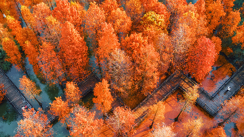 江苏省常州翠竹公园树树皆秋色