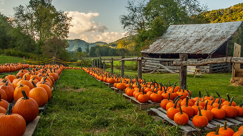 北卡罗来纳州的南瓜农场