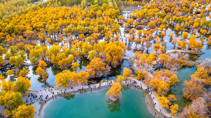 金塔县被胡杨树围绕着的湖