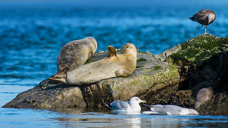 罗伯特摩西州立公园的港海豹