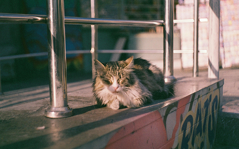 一只猫咪正在午休