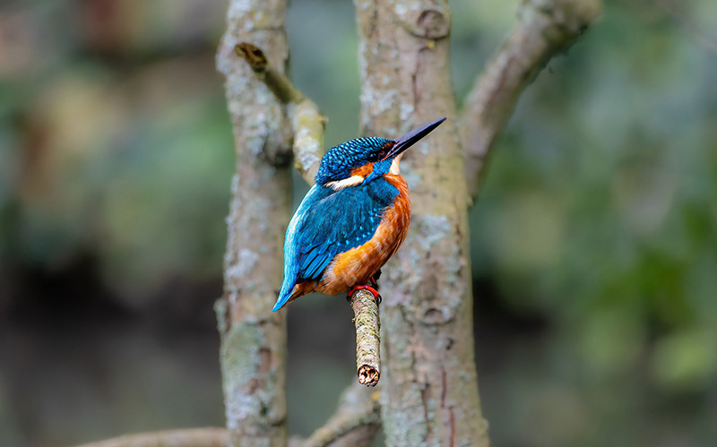 树枝上一只可爱的翠鸟