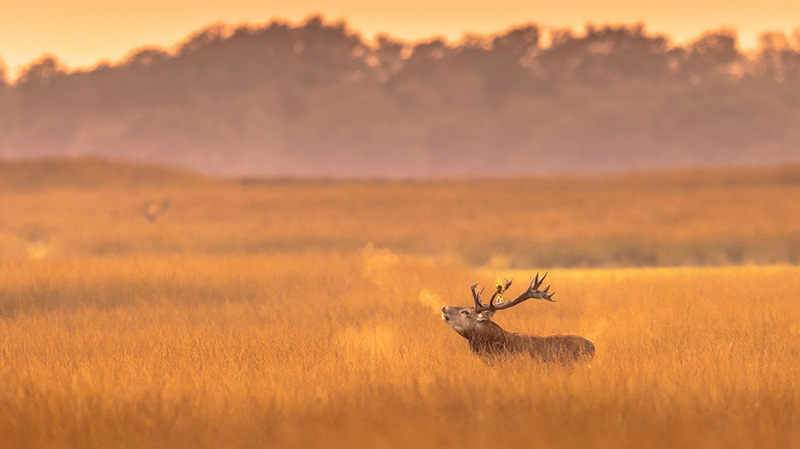 荷兰梵高国家森林公园的马鹿雄鹿