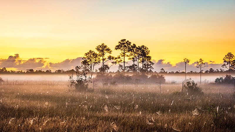 佛罗里达州的生命湿地