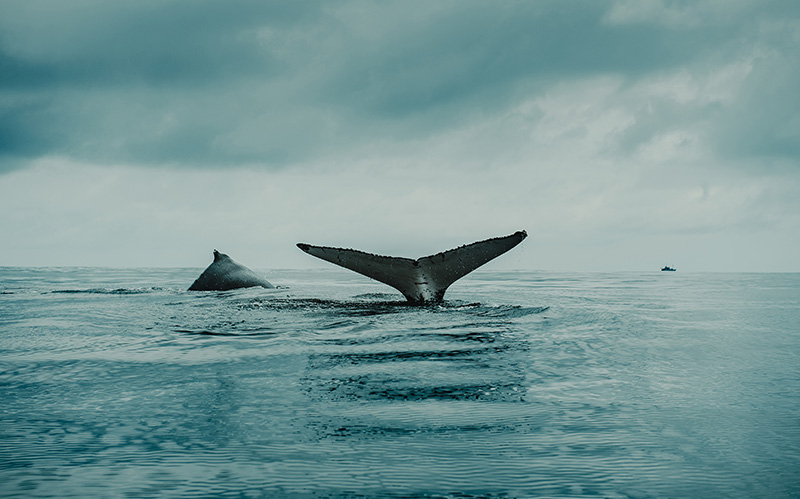 海洋巨型生物座头鲸