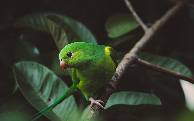 分布在中南美洲纯色鹦哥