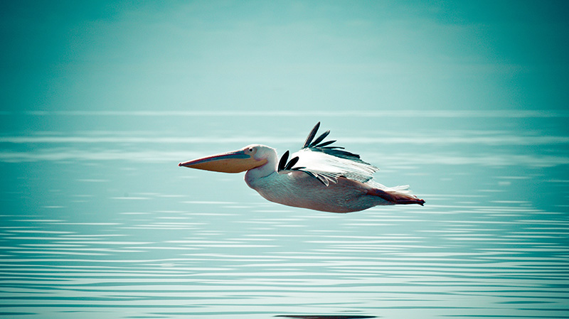 一只正在水面上低空飞行的鹈鹕