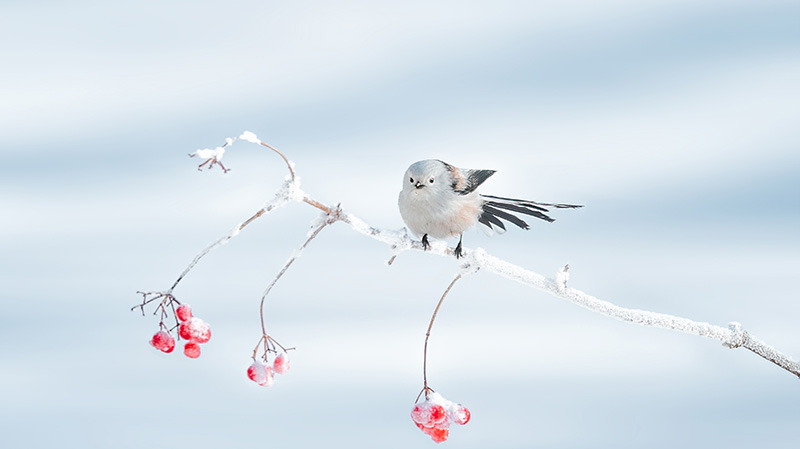 栖息在树枝上的可爱北长尾山雀