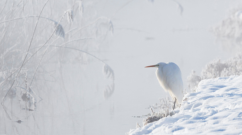 上巴伐利亚州雪原之王大白鹭