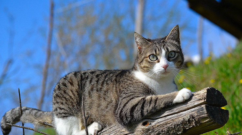 枯树干上的一只斑纹猫