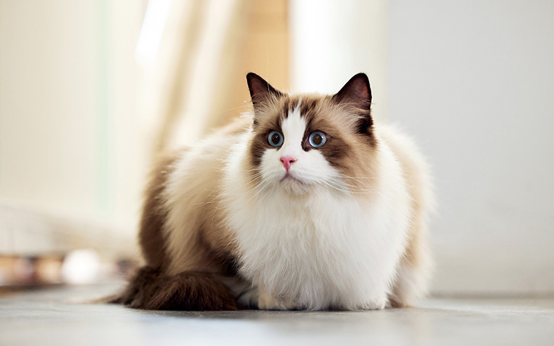温顺且特别黏人的布偶猫