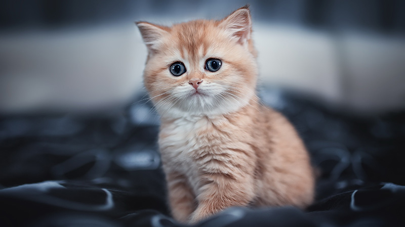 拥有明亮大眼睛的短毛猫