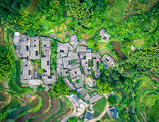 松阳县杨家塘村茶园