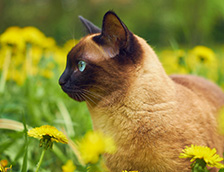 花田里的一只神秘猫