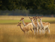 草地上几只欧洲黇鹿‌