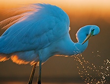 一只大白鹭正在洗澡