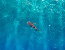 阿里夫达鲁环礁海岸的鲸鲨