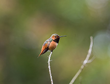 旧金山金门公园里一只棕煌蜂鸟