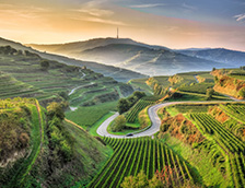 凯撒施图尔风景如画的葡萄园