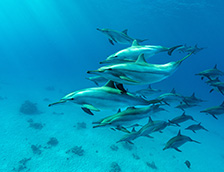 红海中的飞旋海豚群