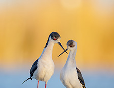 两只黑翅长脚鹬正在秀恩爱