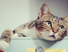 可爱小猫睡觉躺姿