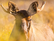 迪纳利国家公园中的一头雄性驼鹿