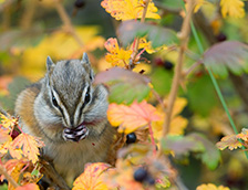 库特奈国家公园毛茸茸的花栗鼠