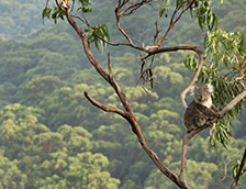 大奥特维国家公园桉树上的考拉