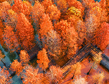 江苏省常州翠竹公园树树皆秋色