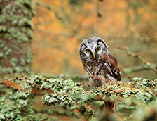 中欧森林里的鬼鸮