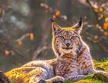 幽灵之猫之称的欧亚猞猁