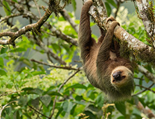 霍氏树懒慢节奏的生活
