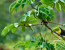 哥斯达黎加的厚嘴巨嘴鸟