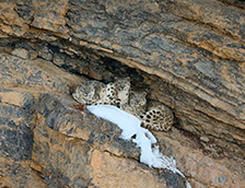 斯皮提谷雪豹和她的幼崽