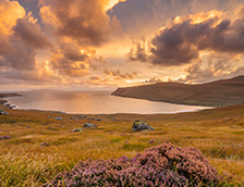 布里特尔峡谷里生长的帚石楠花