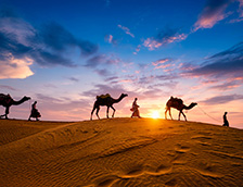 拉贾斯坦邦杰伊瑟尔梅尔的骆驼