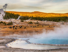 黄石国家公园野牛在温泉边吃草