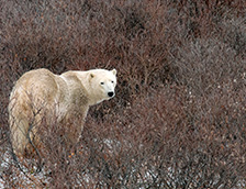 曼尼托巴省丘吉尔的北极熊