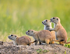 劣地国家公园黑尾土拨鼠