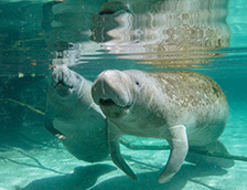 水晶河海牛妈妈和幼崽