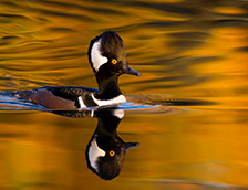 秋日里的雄性棕胁秋沙鸭
