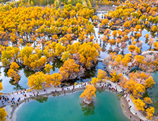 金塔县被胡杨树围绕着的湖