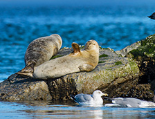 罗伯特摩西州立公园的港海豹