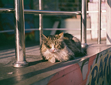 一只猫咪正在午休