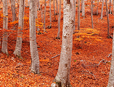 佩尼亚罗亚山毛榉森林